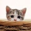 animal0317