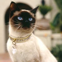 cat_05